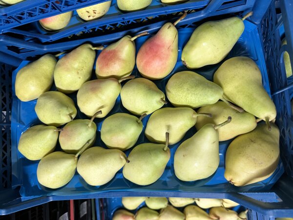 Birnen Santa Maria TR