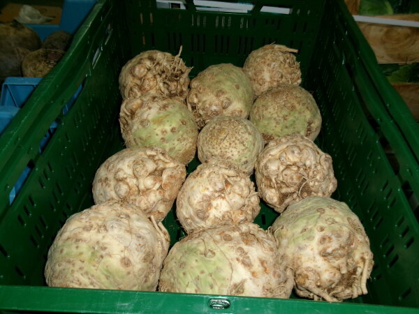 Knollensellerie 10er