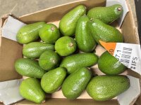 Avocado Grün 4Kg
