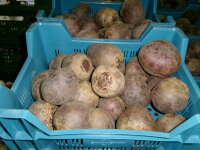 Rote Beete 20Kg