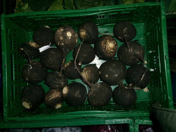 Rettich rund 20er Ramanas