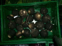 Rettich rund 20er Ramanas