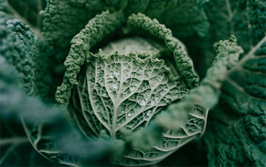 Wirsing 6er Neue Ernte