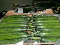 Baby Gurken ( Citir) 12kg