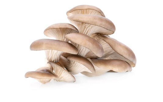 Austernpilze 2Kg Belgien