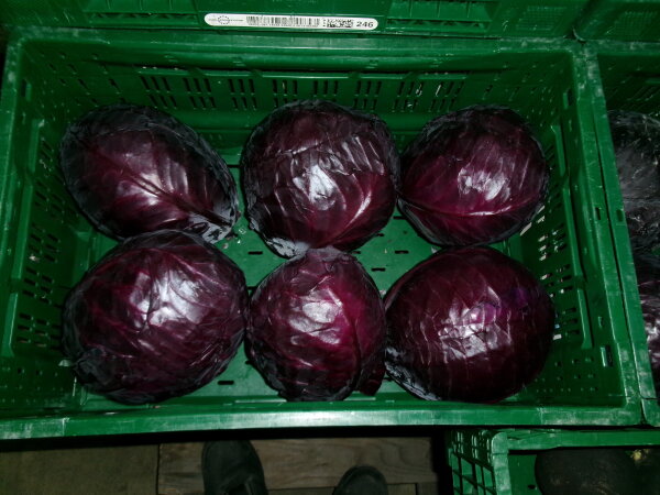Rotkohl Neue Ernte 6-7er