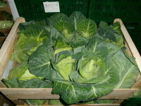 Spitzkohl 6er