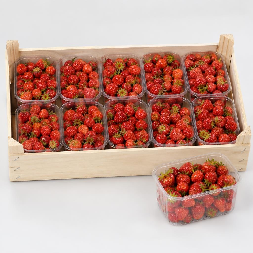 Erdbeeren 10x500g Holland FEINE